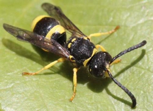 Réf. 324 887 : Ancistrocerus sp.